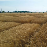 Nevills added wheat testing services to their operation in 2012.