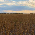 Since soybeans don’t need specialized equipment, Prairie growers can easily move in and out of the crop every year.