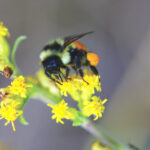 A bee at work pollinating canola. Researchers discovered 360 bee species in Manitoba, over 100 more than previously estimated.