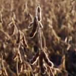 Most of the soy food products that consumers purchase now can be made from GMO or non-GMO soybeans.
