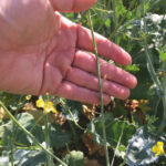 Missing pods are a symptom of heat stress during flowering.