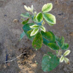 Soybean planting showing leaf injury symptoms caused by a “bleaching” herbicide.