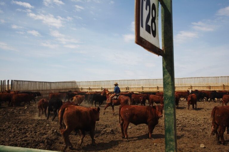 Klassen Feeder cattle market in pricediscovery phase Country Guide