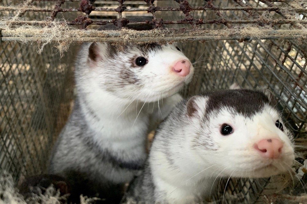 Minks at a farm near Soroe in Denmark on Nov. 5, 2020. (Photo: Reuters/Jacob Gronholt-Pedersen)
