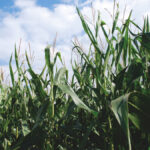 The goal with the stay-green gene is to prolong photosynthesis without blocking movement of carbon and nitrogen to the seed.