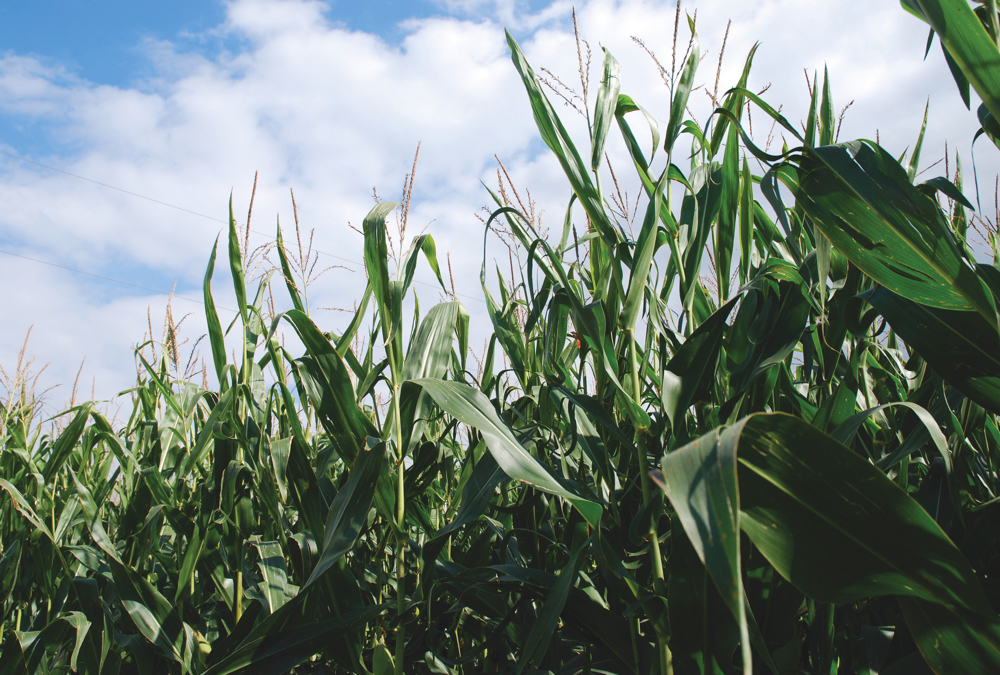 The goal with the stay-green gene is to prolong photosynthesis without blocking movement of carbon and nitrogen to the seed.