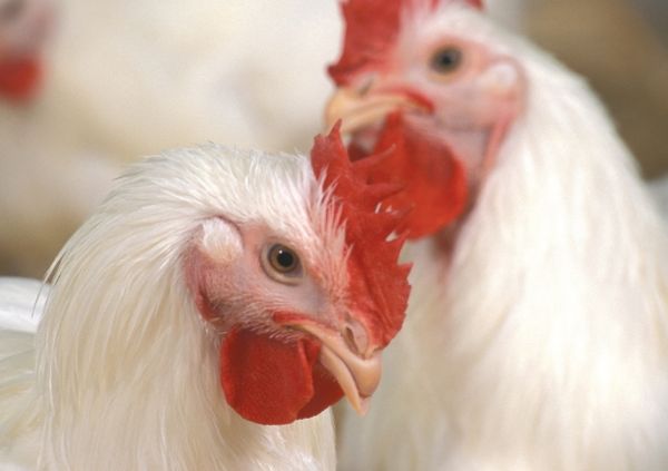 (Stephen Ausmus photo courtesy ARS/USDA)

