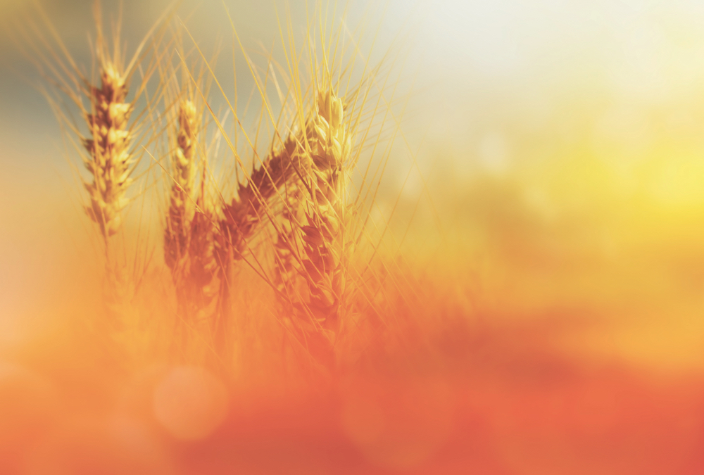 Which crops were hot in 2020, and what was not