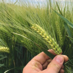 Higgins winter barley in southern Alberta on July 6, 2019. Stamp Seeds has discontinued trials of this variety due to winterkill concerns, but is currently running a demonstration plot of a promising new two-row European variety.