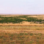 These thriving kochia plants are probably resistant to more than one herbicide mode of action.