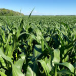 For silage, breeders want as much total plant with a moist kernel and which stays green as long as possible.