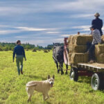 Bringing in the hay at Wildwood Farm in the Peace region.