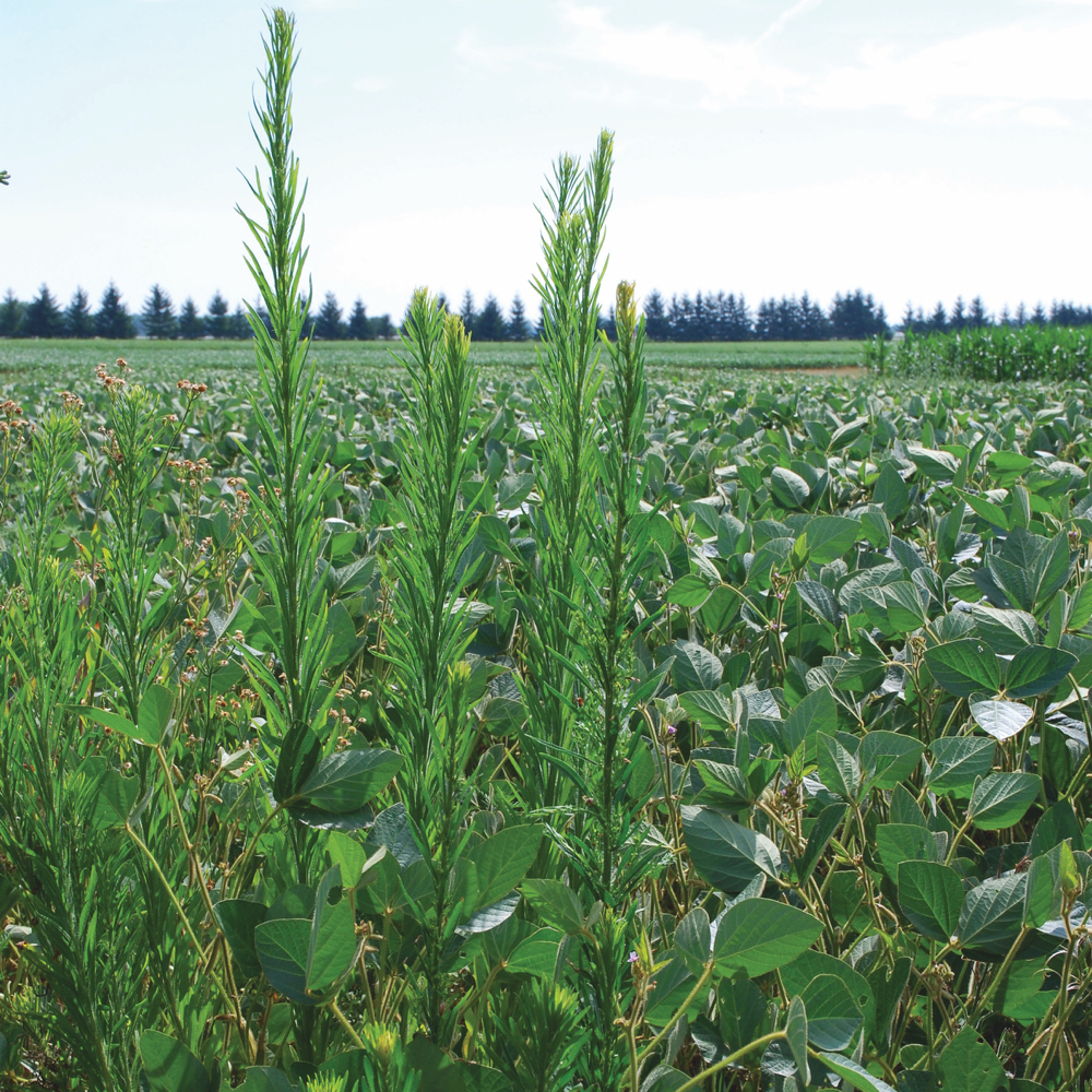 Farmers are looking for a solution to glyphosate-resistant Canada fleabane, which is a growing concern.