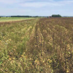 A check strip on left where the Weed Zapper was not used — visible effects on weeds apparent on the right side.