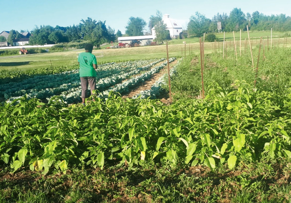 The Black Farmers Collective pioneers new ways to connect communities with food production.