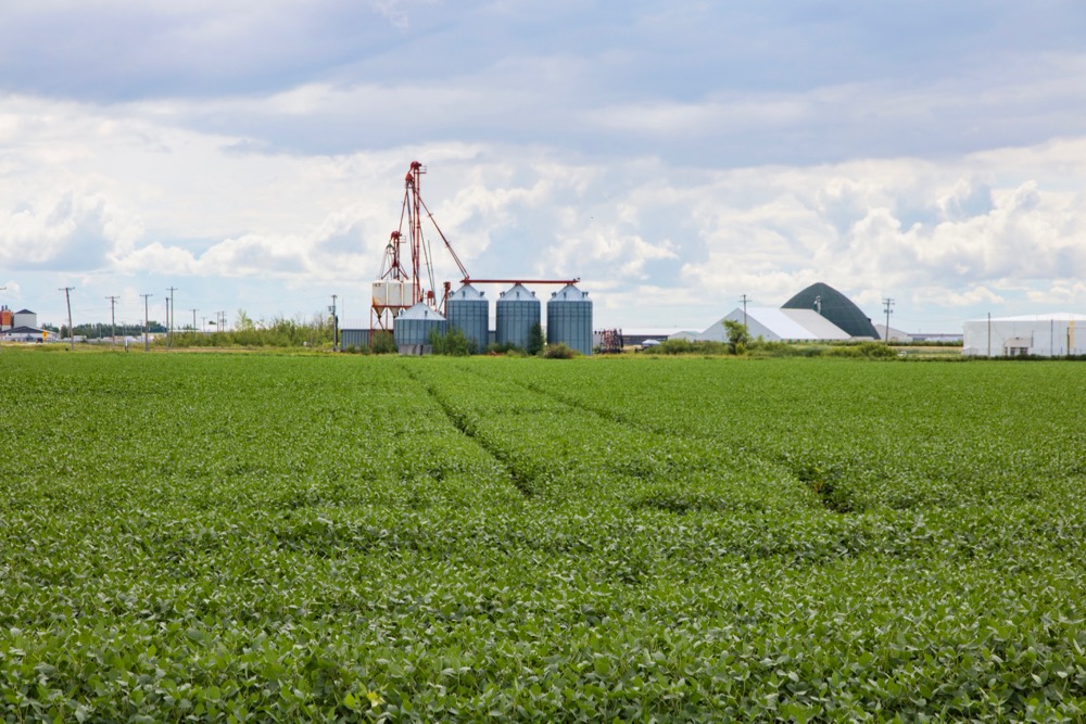 File photo of a green soybean crop south of Winnipeg. (Dougall_Photography/iStock/Getty Images)