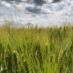 Barley south of Ethelton, Sask. on July 30, 2019. (Dave Bedard photo)