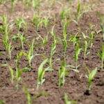 Corn seedlings on June 1, 2020. (Farmtario photo by John Greig)