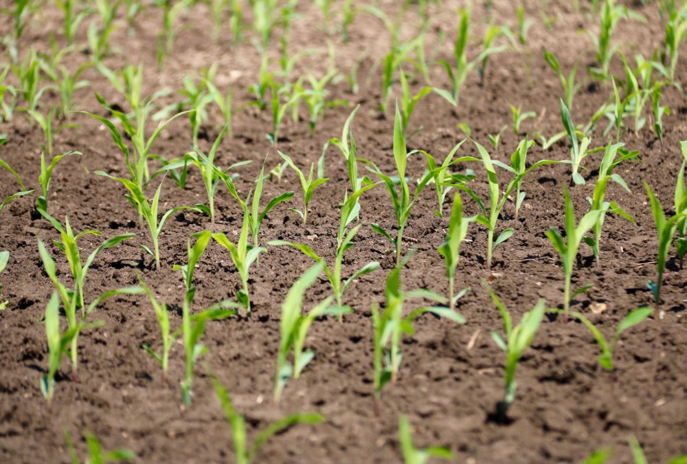 Corn seedlings on June 1, 2020. (Farmtario photo by John Greig)
