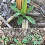 Most herbicides that are effective at controlling Canada fleabane specify that it must be less than 10 cm in height (or diameter) or less than 20 leaves at application. The photo at top depicts what this would look like for a fall-germinating rosette compared to a spring-germinated seedling (bottom).