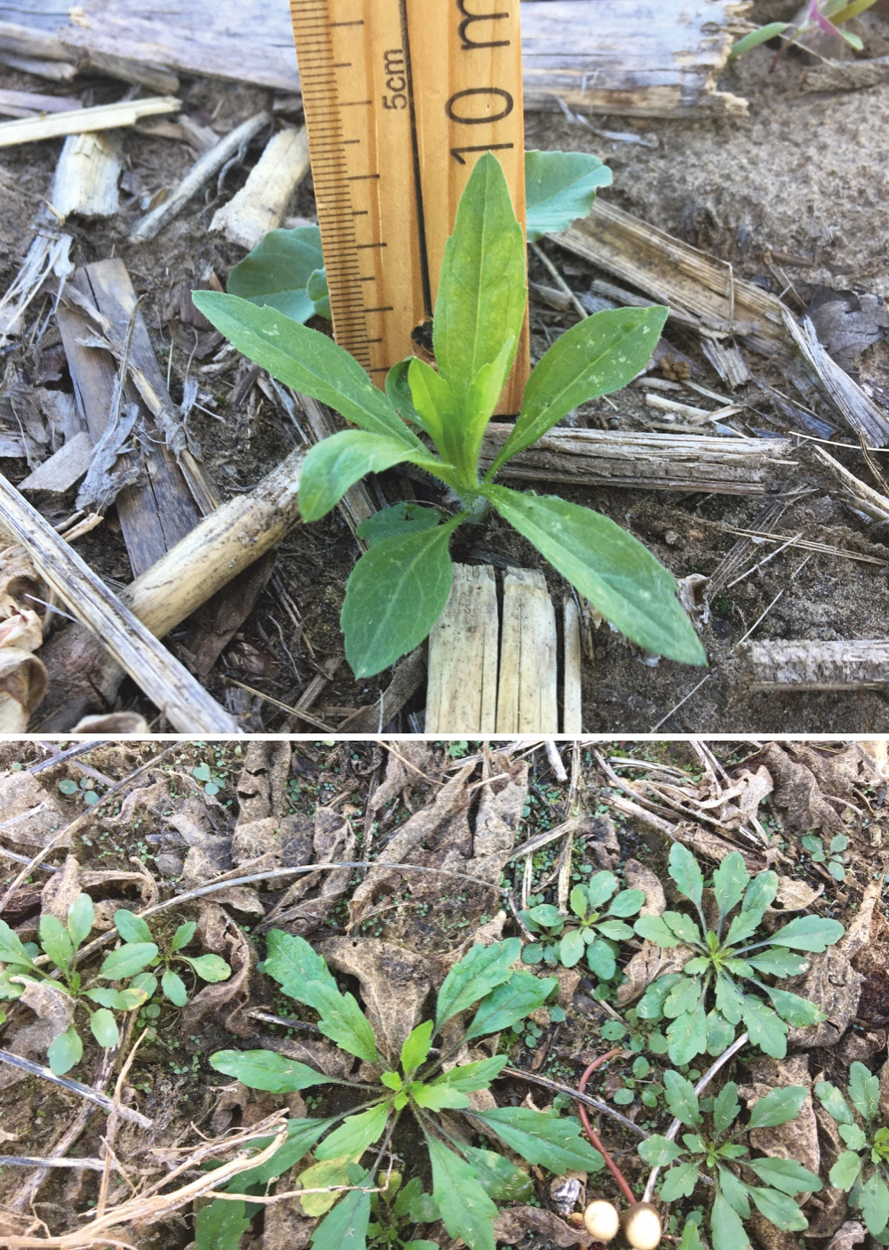 Most herbicides that are effective at controlling Canada fleabane specify that it must be less than 10 cm in height (or diameter) or less than 20 leaves at application. The photo at top depicts what this would look like for a fall-germinating rosette compared to a spring-germinated seedling (bottom).