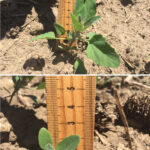 Lamb’s quarters at the ideal stage for glyphosate applications (top). But most post-emergent herbicides must be applied to smaller lamb’s quarters (bottom).
