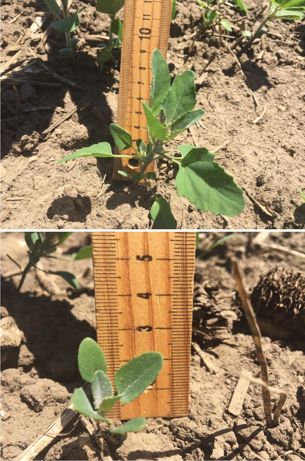 Lamb’s quarters at the ideal stage for glyphosate applications (top). But most post-emergent herbicides must be applied to smaller lamb’s quarters (bottom).