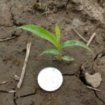 Many annual grasses, like green foxtail, are most susceptible to post-emergent herbicides when at the two- to four-leaf stage of growth.