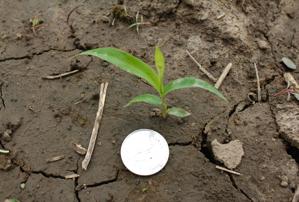Many annual grasses, like green foxtail, are most susceptible to post-emergent herbicides when at the two- to four-leaf stage of growth.