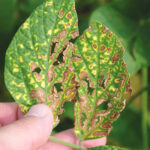 Interveinal colouring and chlorotic tissue are clear indications of sudden death syndrome (SDS) in soybeans.