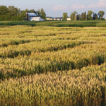 Wheat breeding hasn’t had the same investment level as corn and soybeans, which has slowed the pace of discovery.