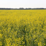 The major risk factor for sclerotinia in your canola fields will always be moisture.