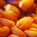 A Saskatchewan study compared vigour and yield performance of 48 lots of certified and farm-saved seed.