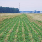 Red clover has been a standard in cover crops and there are those who still favour it.