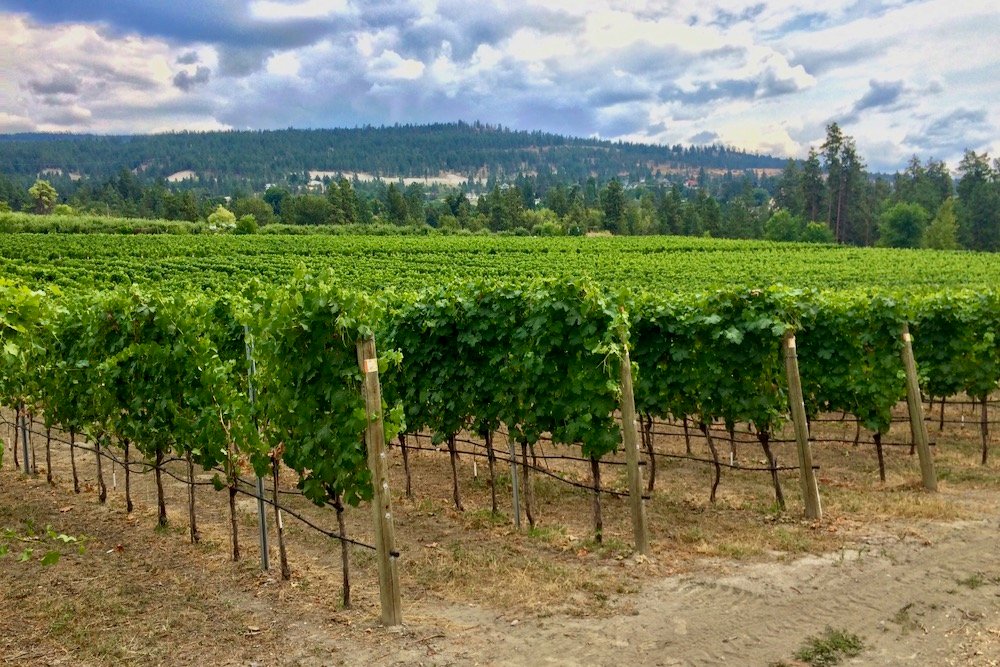 A vineyard at Naramata in B.C.’s Okanagan Valley. (File photo by Dave Bedard)

