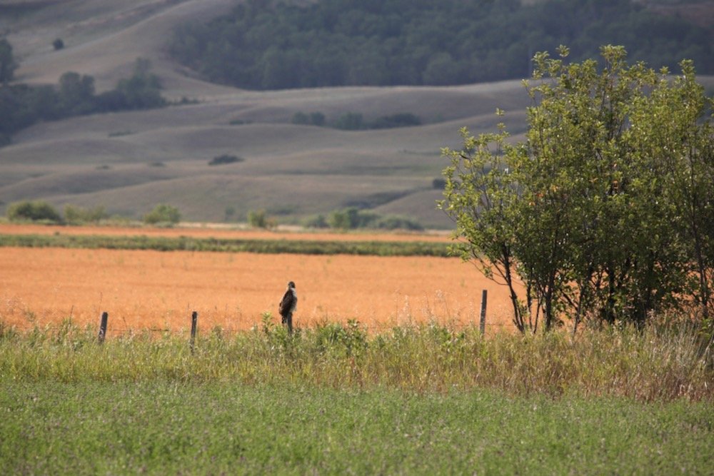 A hawk on a fence post in Saskatchewan’s Qu’Appelle Valley. (Bobloblaw/iStock/Getty Images)