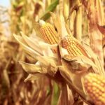 Fumonisin mycotoxins infect broken or cracked corn kernels, although it mostly happens in southern climates and isn’t as big of an issue in Canada yet.