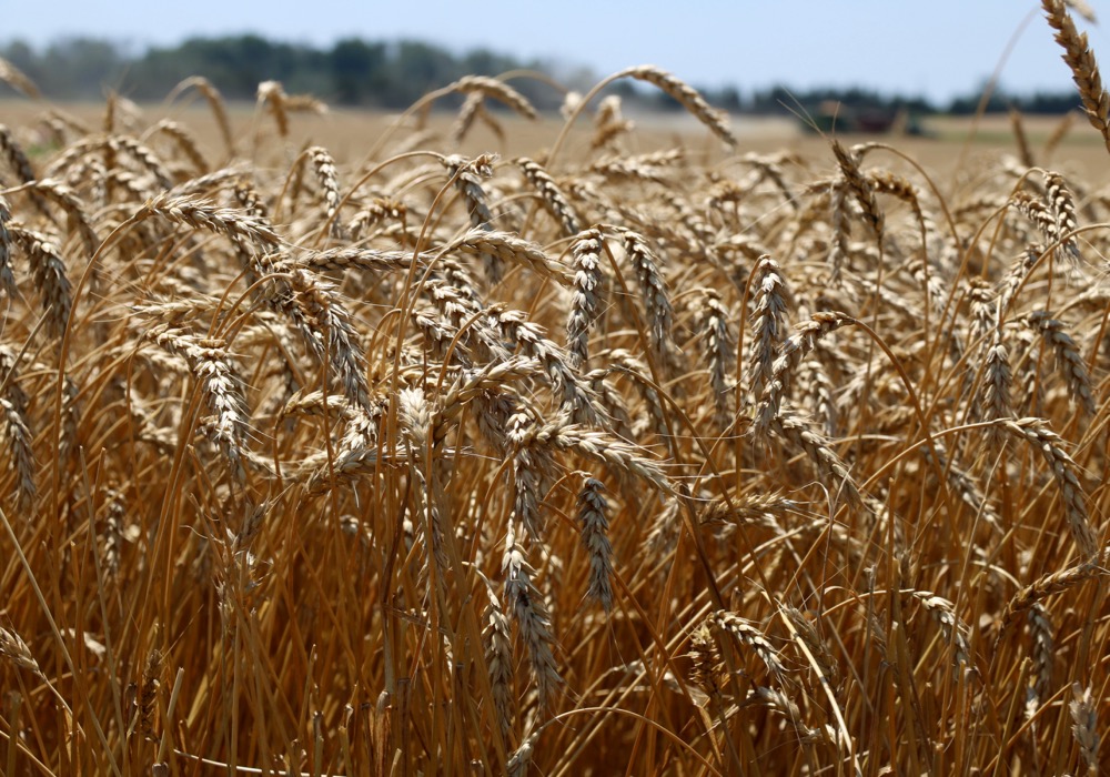 More intense management of wheat has shown that yields can be increased.
