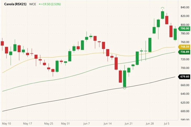 ICE November 2021 canola (candlesticks) with 20-, 50- and 100-day moving averages (yellow, green and black lines). (Barchart)
