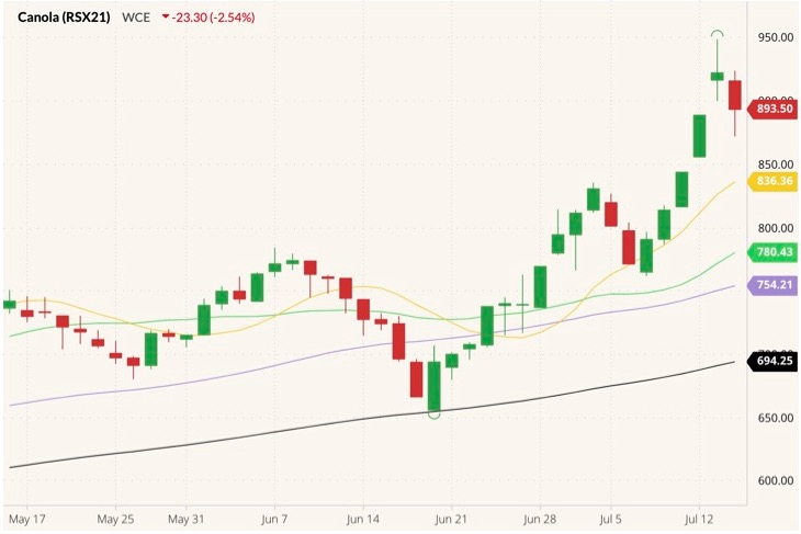 ICE November 2021 canola (candlesticks) with 10-, 20-, 50- and 100-day moving averages (yellow, green, purple and black lines). (Barchart)
