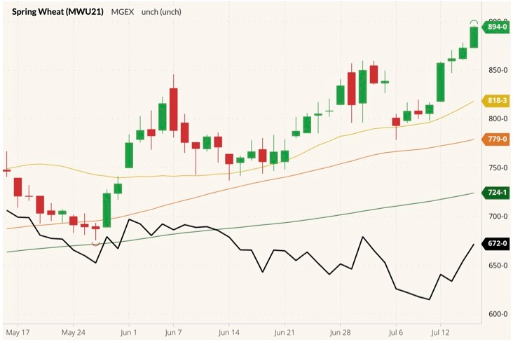 MGEX September 2021 wheat (candlesticks) with 20-, 50- and 100-day moving averages (yellow, orange and green lines) and CBOT September 2021 wheat (black line). (Barchart)