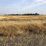 Thirty was OK when canola plant populations were higher than 10 plants per square foot, and basically all the yield came from the main stem. Stands are half that now, and more yield comes from side branches.