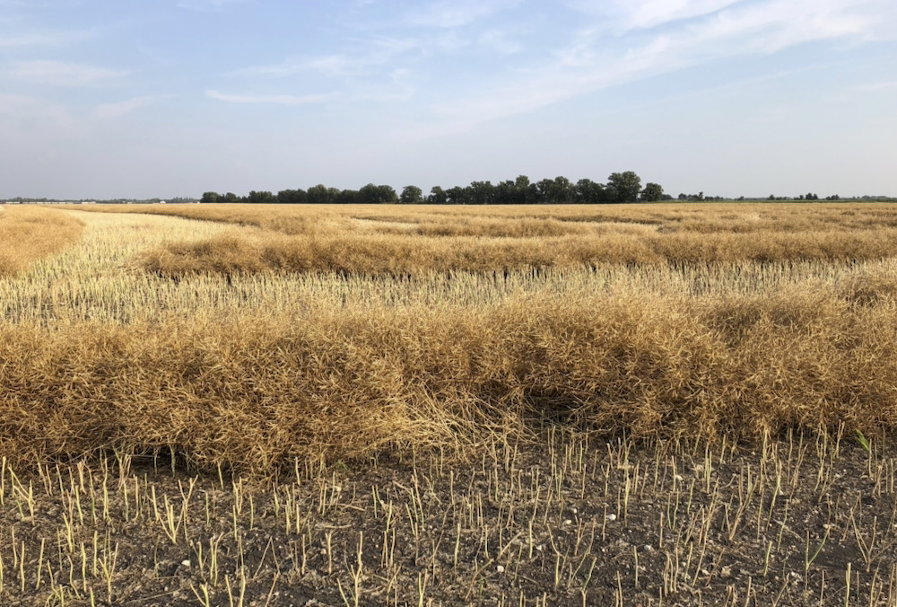 Thirty was OK when canola plant populations were higher than 10 plants per square foot, and basically all the yield came from the main stem. Stands are half that now, and more yield comes from side branches.