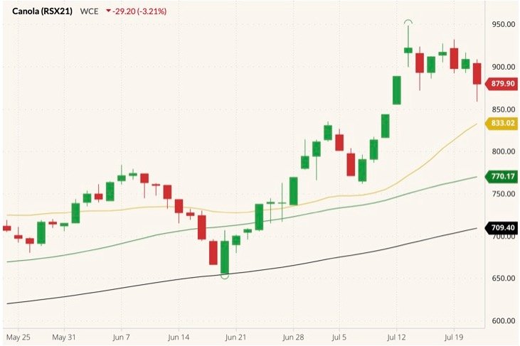 ICE November 2021 canola (candlesticks) with 20-, 50- and 100-day moving averages (yellow, green and black lines). (Barchart)
