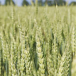 The 4DWheat project aims to apply the latest genomic strategies to boost yields and reduce disease losses in wheat crops.