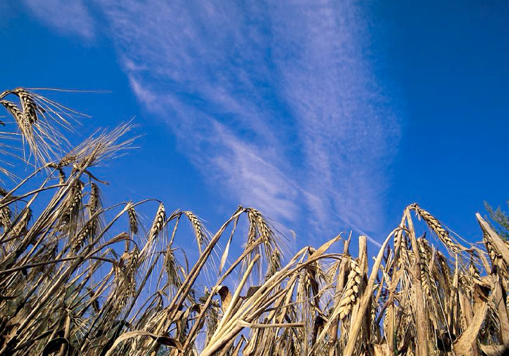 Alberta’s barley harvest this year is expected to be ‘fairly light,’ according to one commodity trader.  Photo: File
