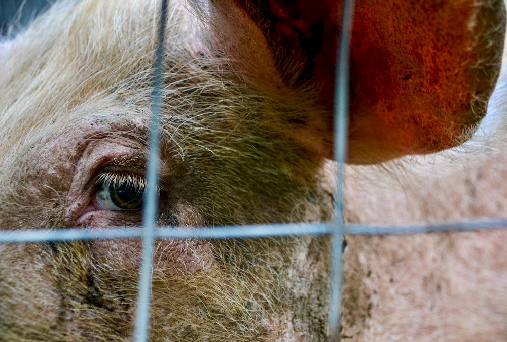 “The emergence of ASF in the Dominican Republic underscores the need for continued and strengthened vigilance to prevent the spread of ASF to other regions.” – CFIA.  Photo: iStock/Getty Images Plus