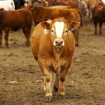 Photo: Canada Beef Inc.