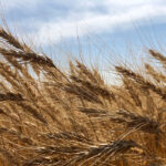 Get more with wheat