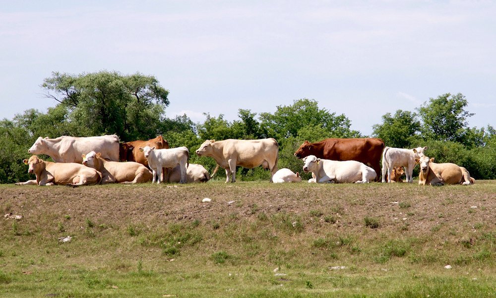 Cattle graze near Dauphin, Man. in late July. (Manitoba Co-operator photo by Alexis Stockford)
